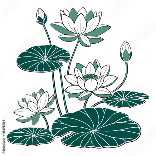 Elegant teal and white water lilies with buds and lily pads on white background