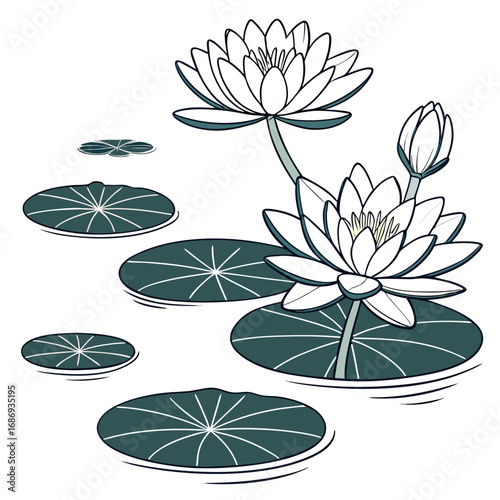 Elegant white water lilies and lily pads floating serenely on calm water surface