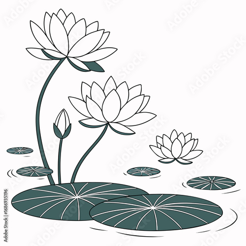 Elegant white water lilies bloom with lily pads floating on calm water surface