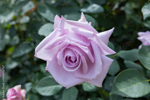 Fototapeta Naklejka Na Ścianę i Meble -  Beautiful purple rose flowers blooming in a garden in Nagano.