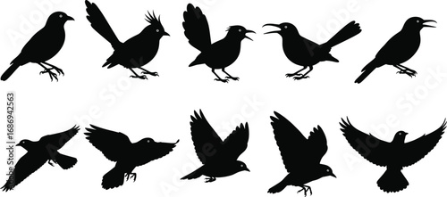Black silhouette vector set of various birds in standing and flying poses, showcasing wildlife, nature, avian species, and decorative design elements
