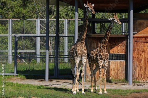Photography giraffe in zoo