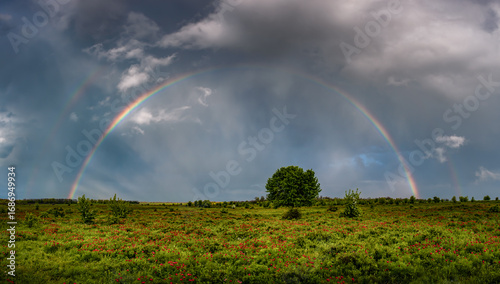 Spring meadow with wild red peony flowers and rainbow
