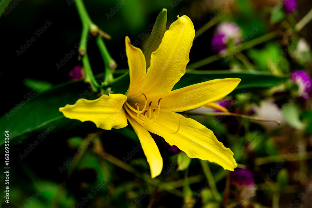 Fototapeta premium A beautiful yellow flower