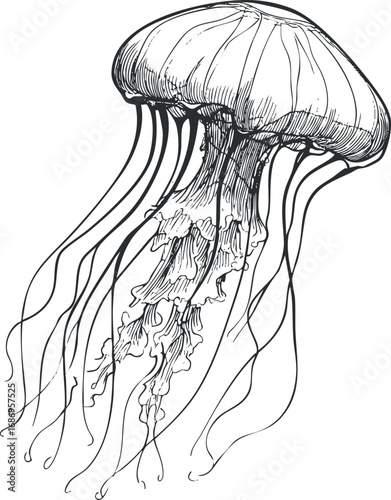 Black and white hand drawn illustration of a jellyfish with long flowing tentacles in underwater marine environment