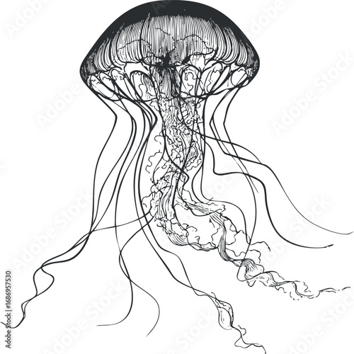 Detailed black and white line art illustration of a jellyfish with flowing tentacles in underwater ocean environment