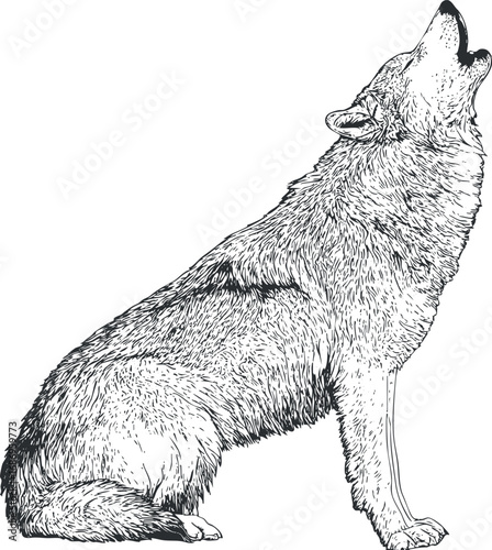Detailed black and white illustration of a howling wolf with thick fur and alert posture