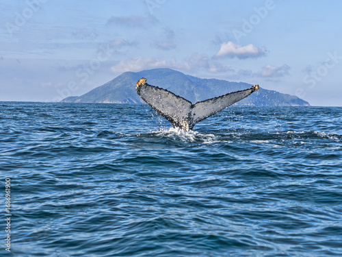 Brazil. island, Ilhabela, is ideal for observing Humpback Whales, Megaptera novaeangliae