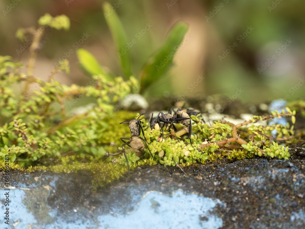 Obraz premium Brazilian Ata ants carry food along a branch
