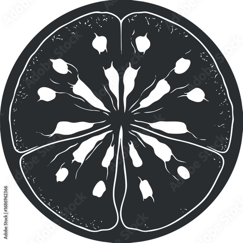 Black and white vector illustration of a citrus fruit slice showing detailed segments and seeds
