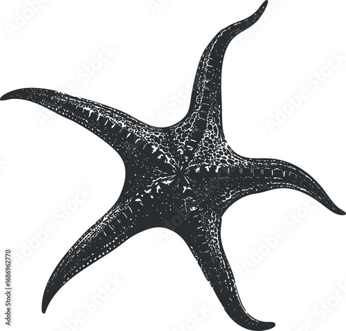 Detailed black and white illustration of a starfish with five arms showing texture and natural pattern