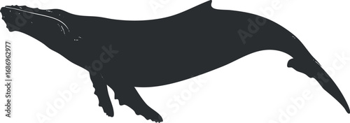 Silhouette of a humpback whale swimming underwater, showcasing its large body and flippers, representing marine wildlife and ocean life