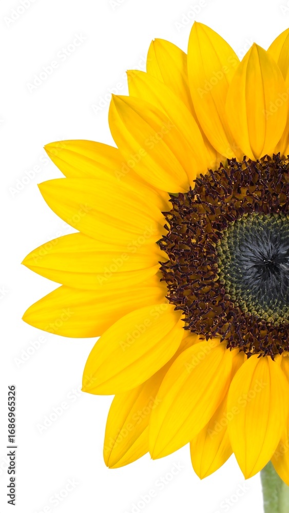 Fototapeta premium Close-up sunflower