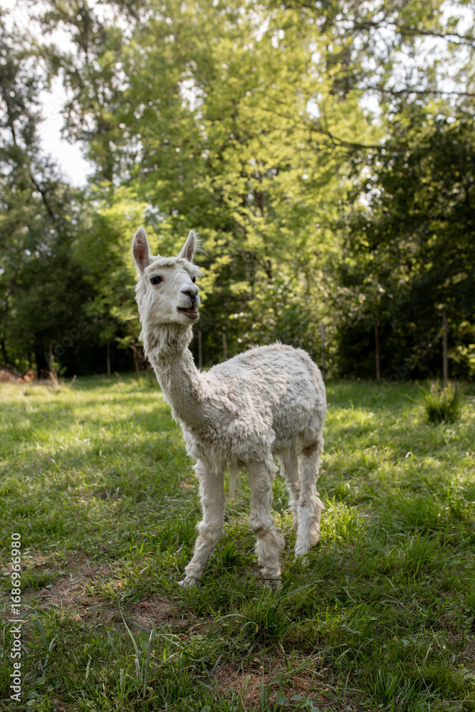 Obraz premium A close-up portrait of a young, recently shorn alpaca in a green pasture. The image captures its curious expression and the texture of its fleece in a natural environment.
