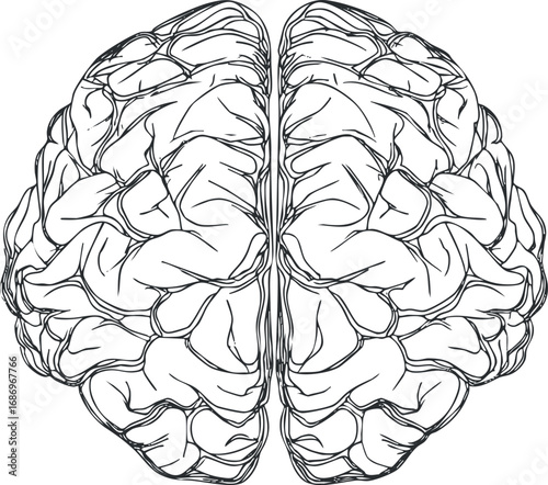 Black and white line drawing of a human brain showing detailed anatomy and cerebral structure from top view
