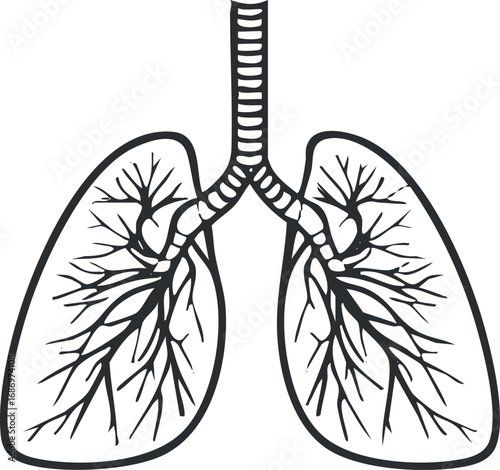 Black and white anatomical illustration of human lungs showing trachea, bronchi, and bronchial branches