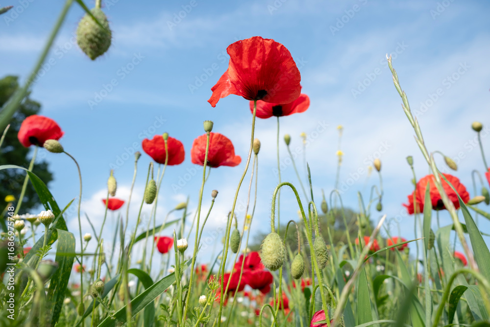 Obraz premium Blossom poppy flowers on the meadow - Image