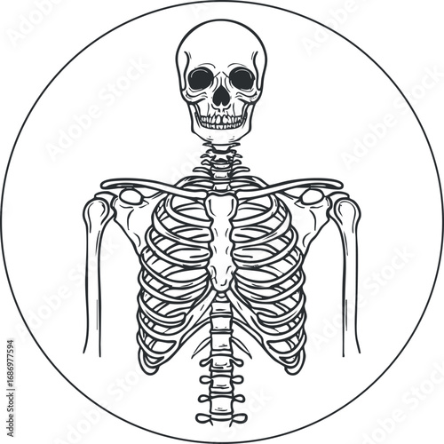 Black and white illustration of a human skeleton focusing on the ribcage, skull, and spine anatomy