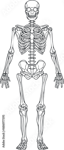 Detailed black and white outline of a human skeleton showing all major bones from skull to feet for anatomy study