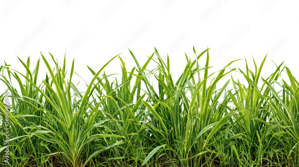 Fototapeta premium Vibrant green grass blades against a black background, showcasing natural texture and freshness.