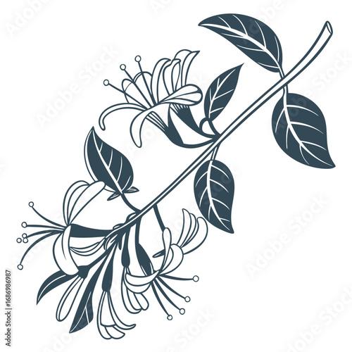 Foto branch with himalayan honeysuckle