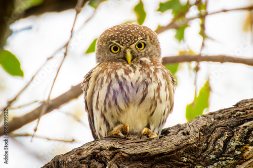 Pearl-spotted owlet (Glaucidium perlatum) perched on a tree branch, Kruger National Park, Mpumalanga, South Africa.