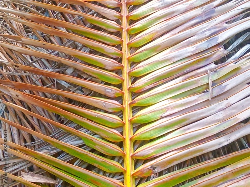 coconut leaves that are starting to dry