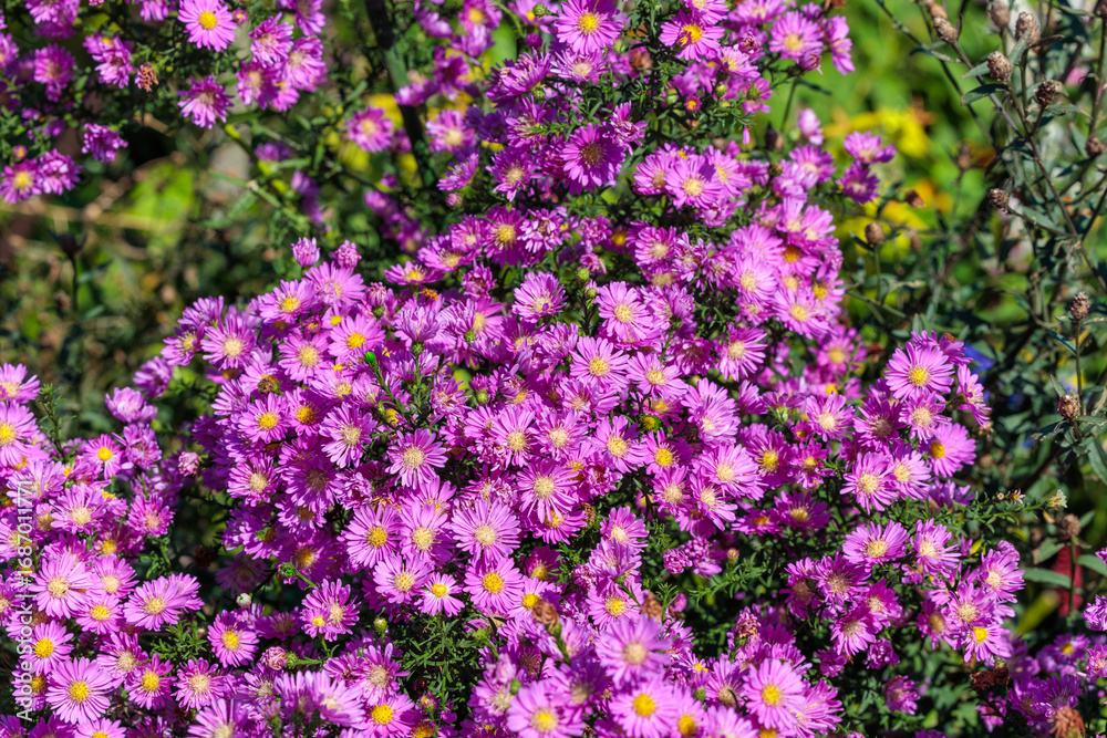 Fototapeta premium The pink double flowered aster flowers that bloom in full bloom in the autumn garden are beautiful.
