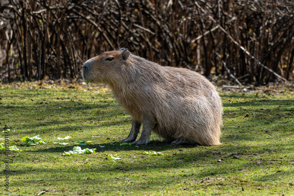Fototapeta premium Capybara, Hydrochoerus hydrochaeris grazing on fresh green grass