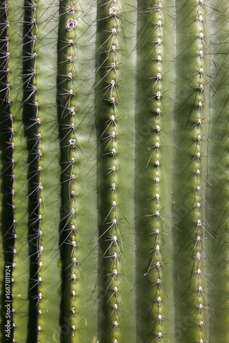 Cuadro en lienzo Natural background with ribbed, green cactus with sharp spines