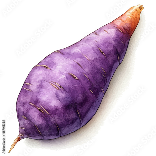 Yam, watercolor clipart vector, isolated on a white background.