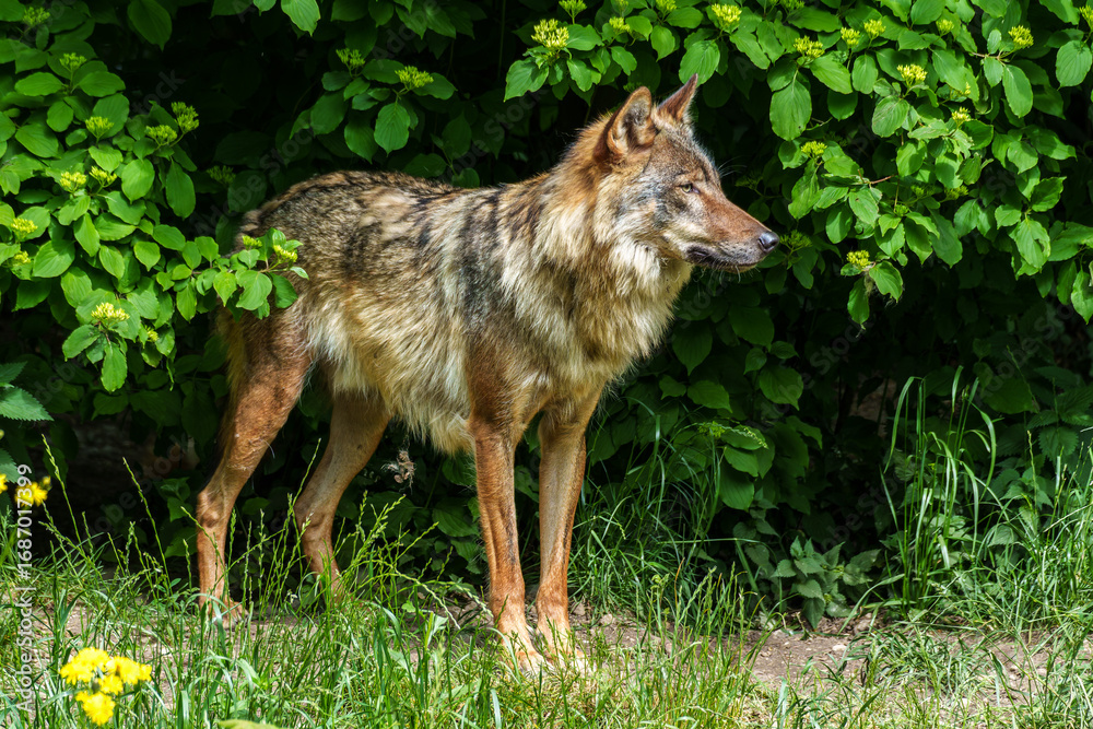 Fototapeta premium European Grey Wolf, Canis lupus in a german park