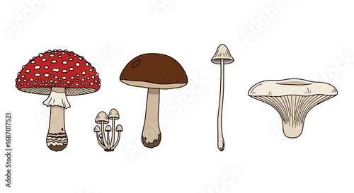 Illustration of diverse mushroom species for educational purposes, botanical studies, or culinary ingredient guides. Designed for use in educational materials, cookbooks, or nature guides.