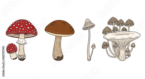 Botanical illustration showcasing diverse mushroom species, suitable for educational materials, cookbooks, or nature-themed designs and scientific publications.