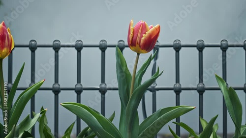 Brightly colored tulip stands tall against a blurred background of a wrought iron fence on a cloudy day