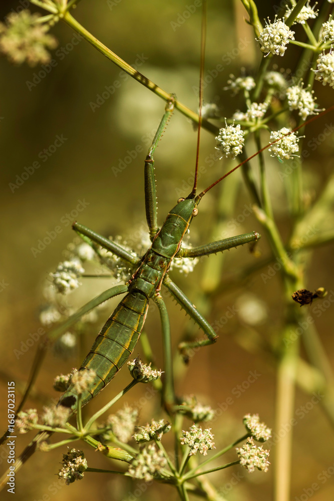 Fototapeta premium grasshopper on a branch