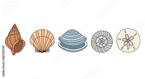 Diverse collection of seashells in vector illustration, perfect for educational materials, coastal decor, and marine biology presentations.