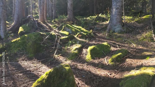 Frost at dawn on the moss of an alpine undergrowth. 50fps so is good for slomotion or speedramp