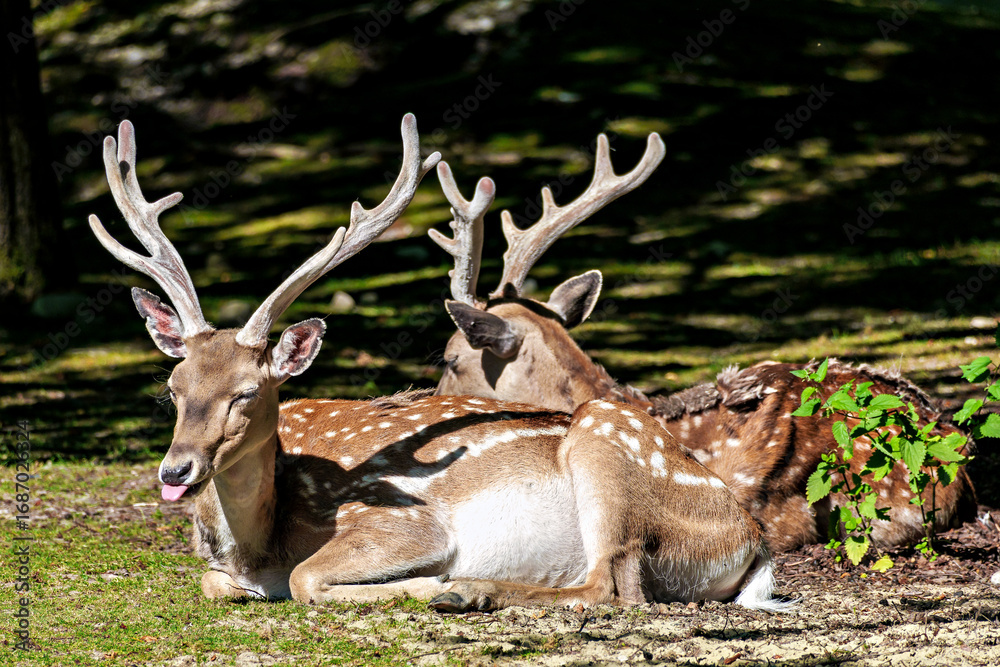 Fototapeta premium The fallow deer, Dama mesopotamica is a ruminant mammal