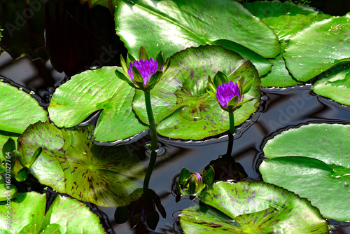 Fototapeta Blooming waterlilies in the pond