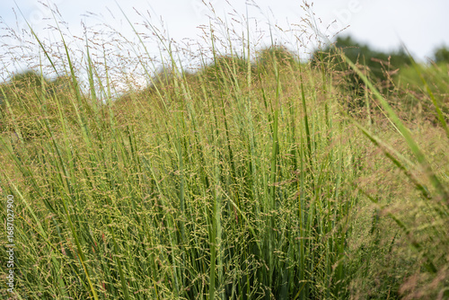 Tall green stalks of switchgrass rise with fine airy seed heads. The dense cluster creates a lively, natural texture.