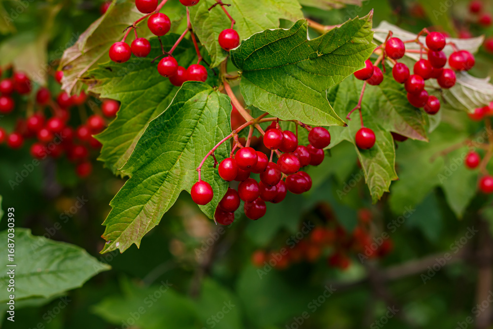 Fototapeta premium Red viburnum berries on a branch — ripe fruits and green leaves, symbol of Ukraine, natural wild berry