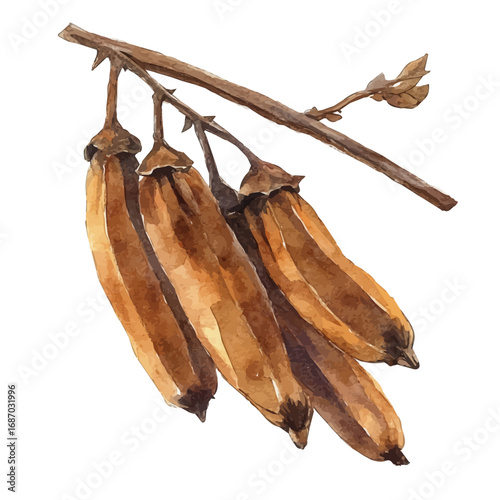watercolor of Tamarind, vector, isolated on a white background.