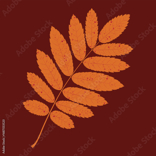 Autumn rowan tree leaf in orange and red colours on a dark brown background. Vector foliage illustration.	
