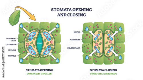 Stomata opening and closing shows guard cells, stoma, and water movement in a plant leaf. Outline diagram