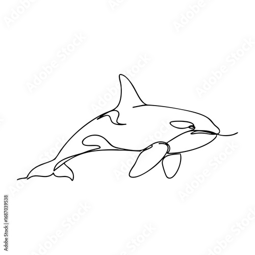 orca killer whale vector