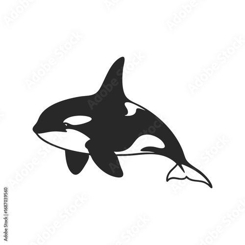 orca killer whale vector