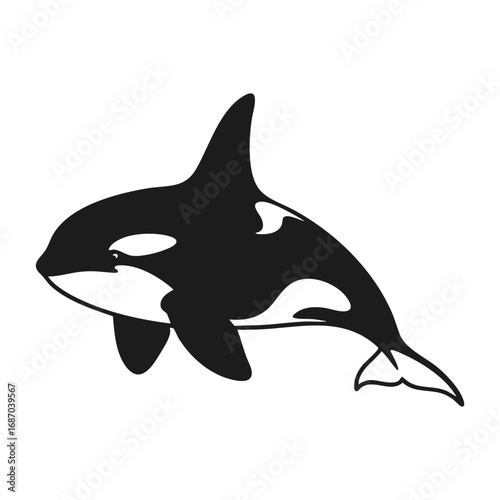orca killer whale vector