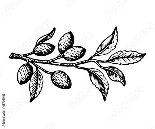 Almond vector engraving style illustration