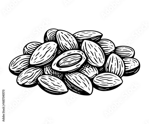 Almond vector engraving style illustration
